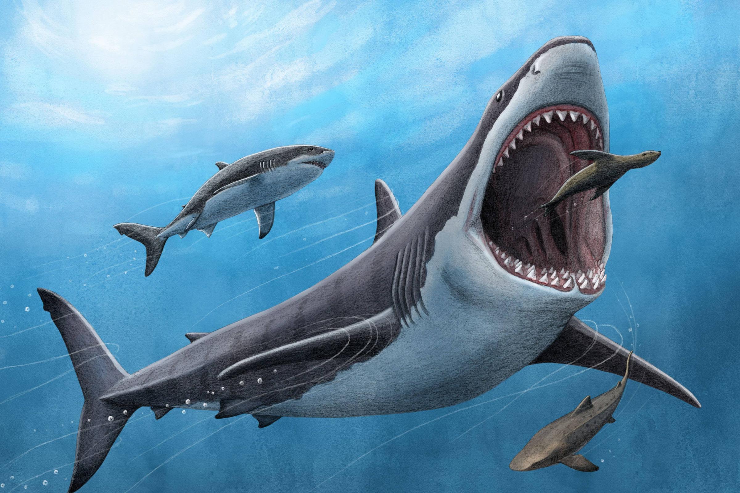 Megalodon body temperature 'was about 7C warmer than surrounding water' | Richmond and Twickenham Times - Vimarsana News