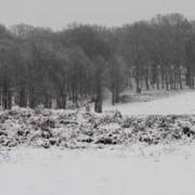 Snow: Richmond Park turned white