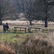 Trees in Richmond Park are pruned to prevent disease.