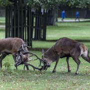 Mating season has begun for deer in Richmond Park