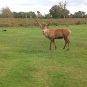 Richmond Park deer are 'weapons' and should be left alone, council warns