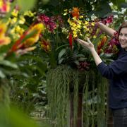 Displays: Anna Bowell showing off the orchids
