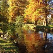 Amazing Autumn, Bushy Park changing colour.