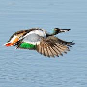 What does the Shoveler say? Credit: Tom Hines