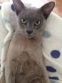 Richmond and Twickenham Times: Grey Cat Grey Cat