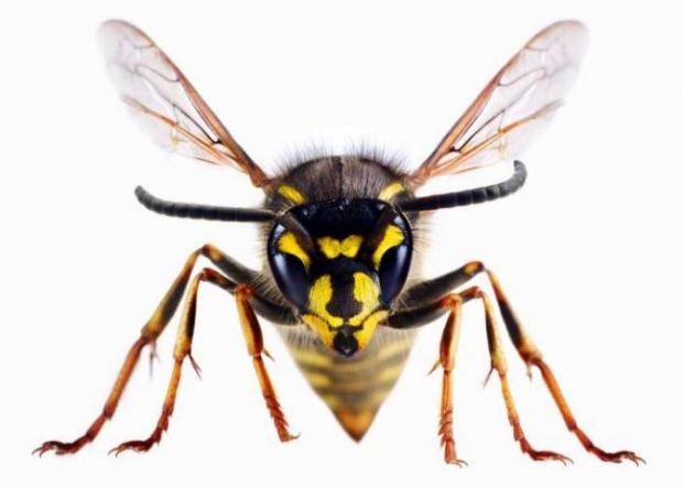 Richmond and Twickenham Times: A wasp
